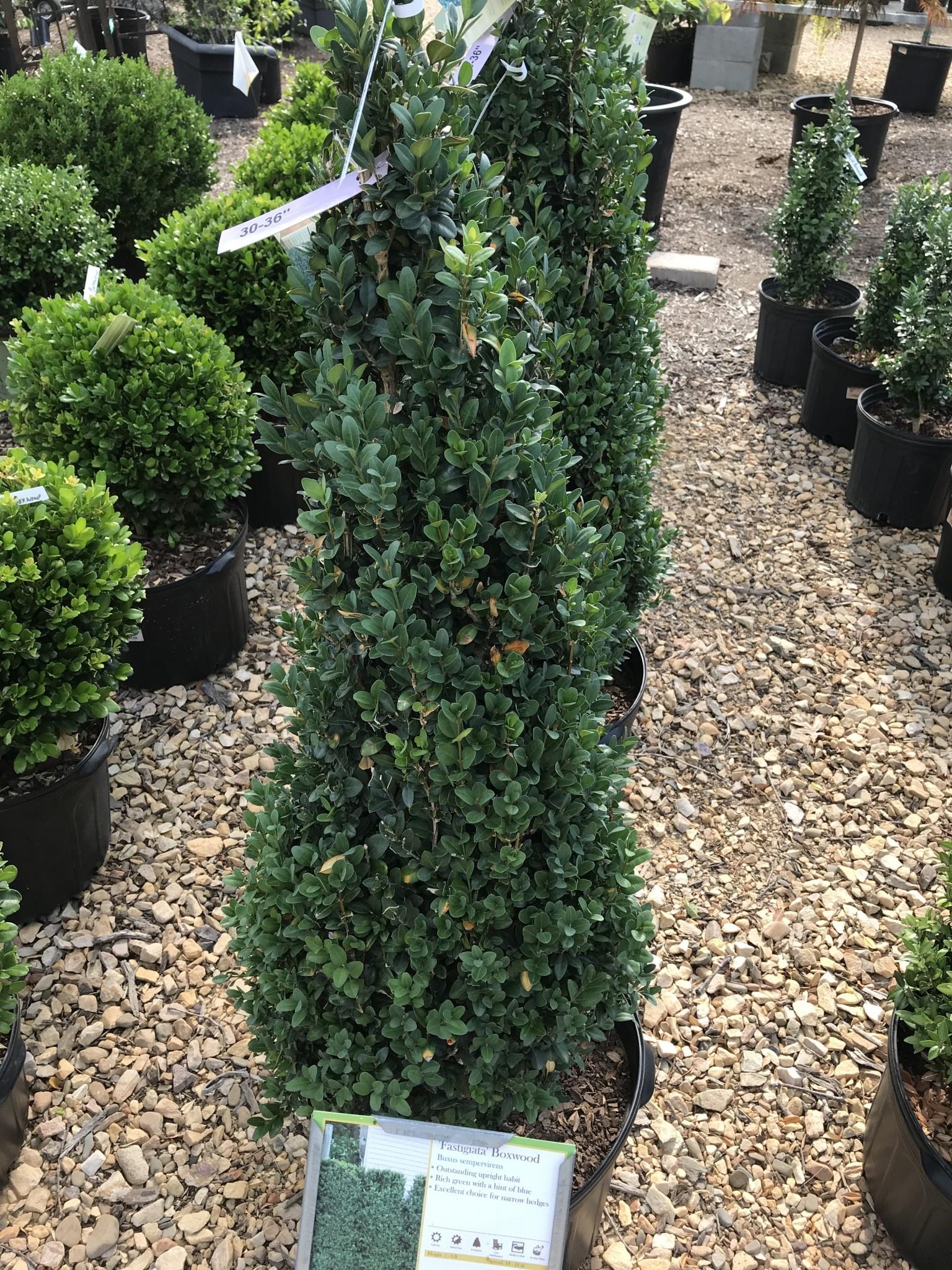 Buxus Sempervirens 'fastigiata' - View 7 from www redcrocus com
