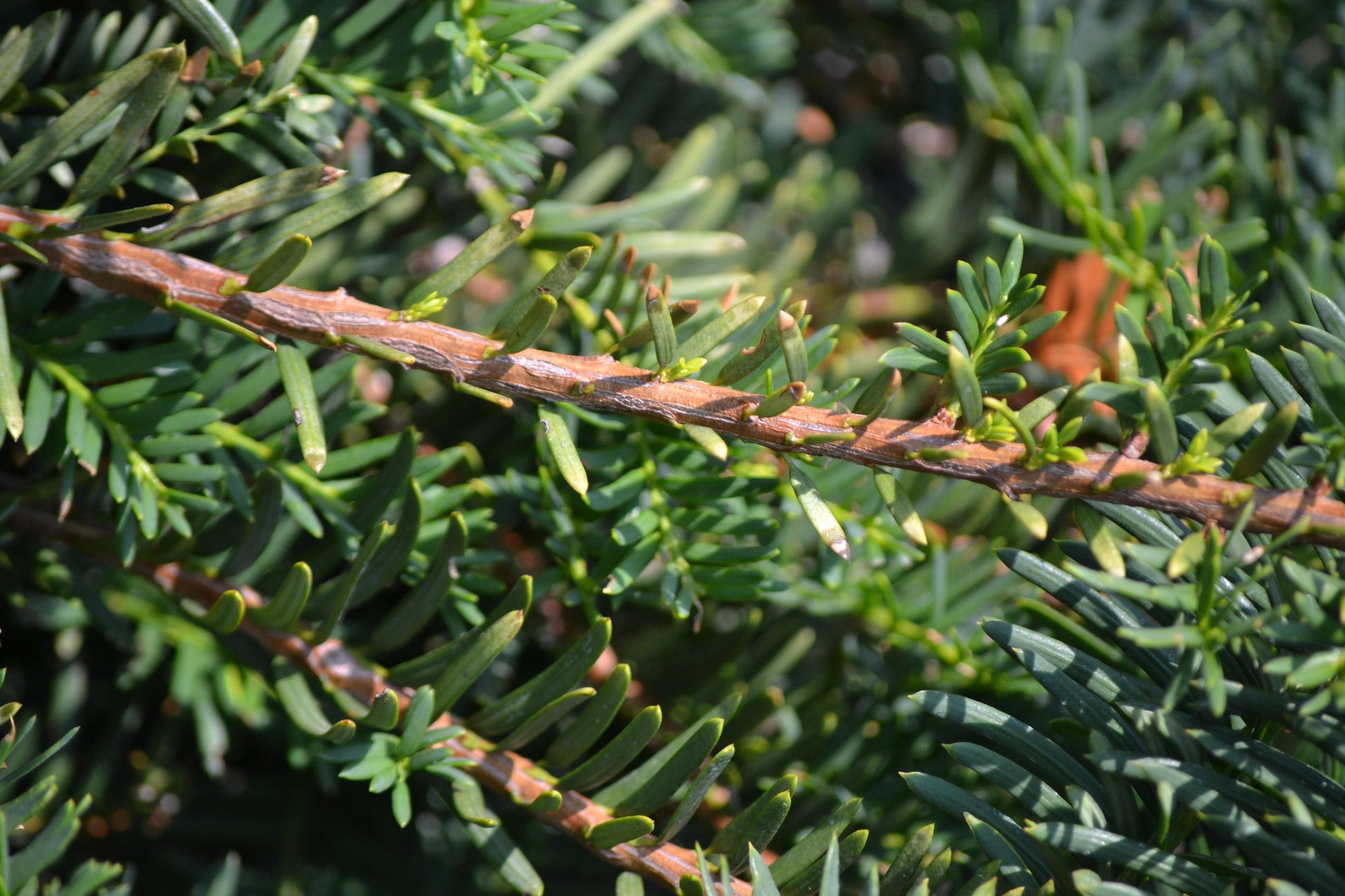 Taxus Media Green Wave - View 8 from www redcrocus com
