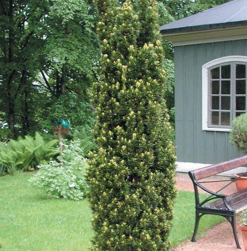 Taxus Media 'viridis' - View 11 from www redcrocus com
