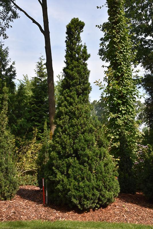 Taxus Media 'viridis' - View 14 from www redcrocus com