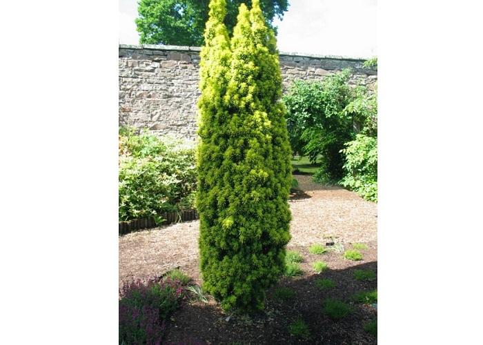 Taxus Media 'viridis' - View 17 from www redcrocus com
