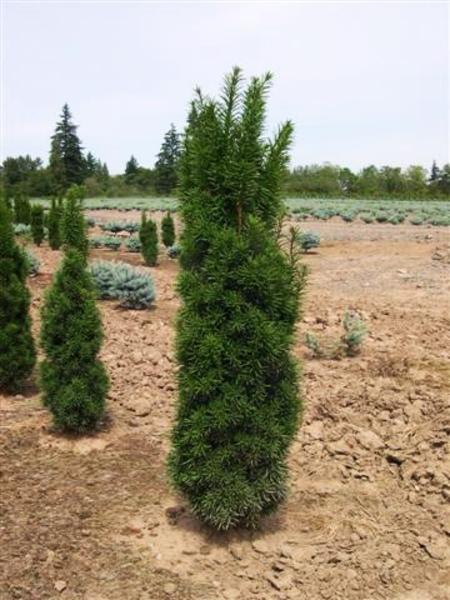 Taxus Media 'viridis' - View 18 from www redcrocus com