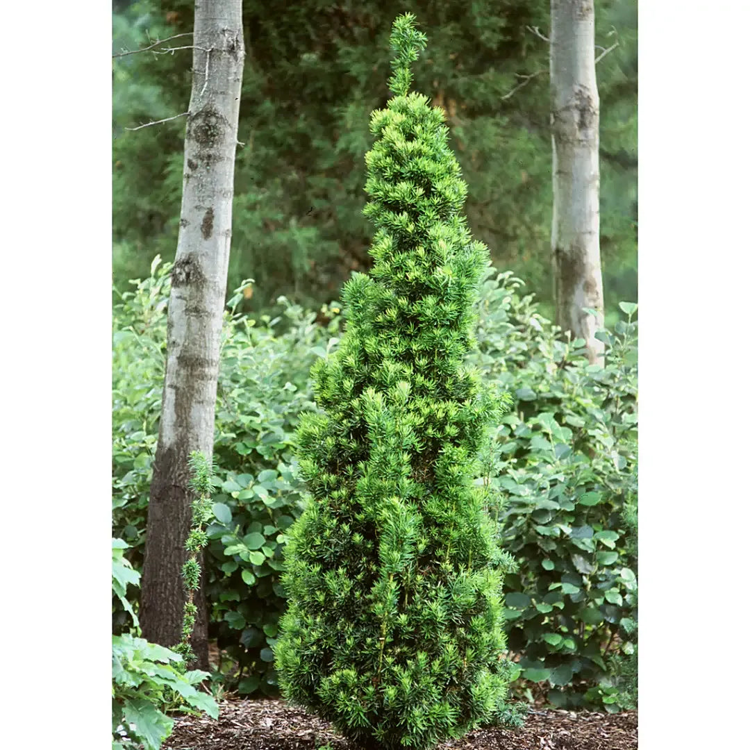 Taxus Media 'viridis' - View 1 from www redcrocus com