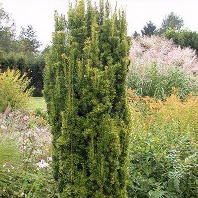 Taxus Media 'viridis' - View 21 from www redcrocus com