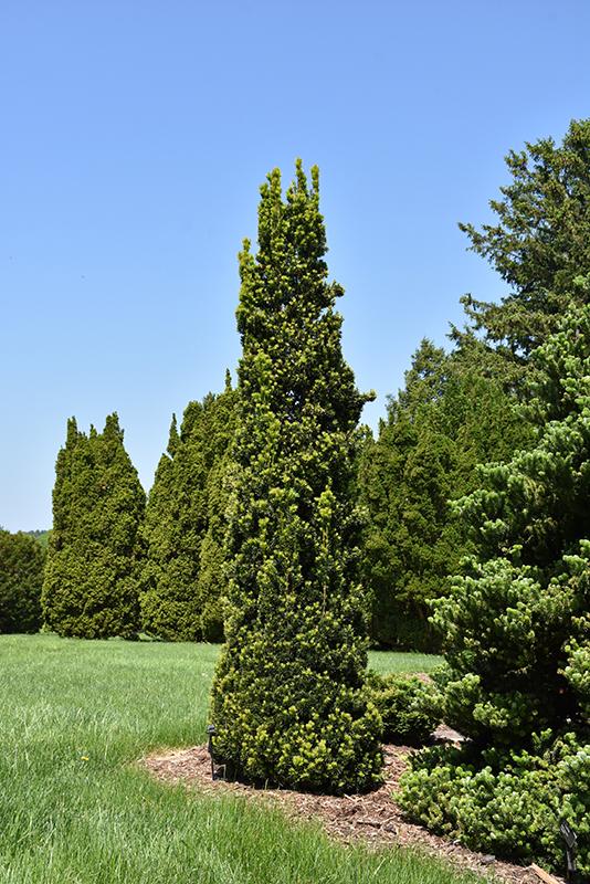 Taxus Media 'viridis' - View 25 from www redcrocus com