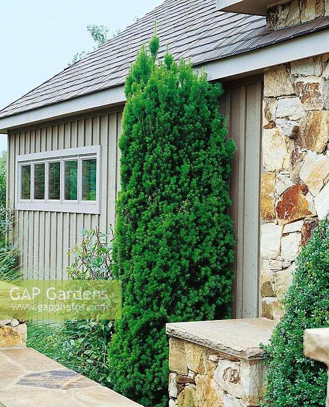 Taxus Media 'viridis' - View 27 from www redcrocus com
