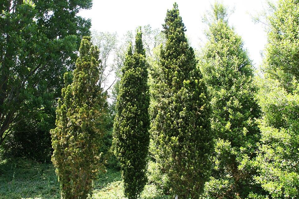 Taxus Media 'viridis' - View 30 from www redcrocus com