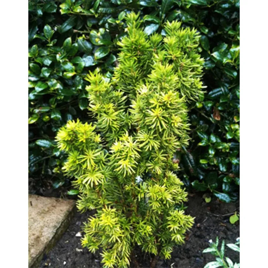 Taxus Media 'viridis' - View 31 from www redcrocus com