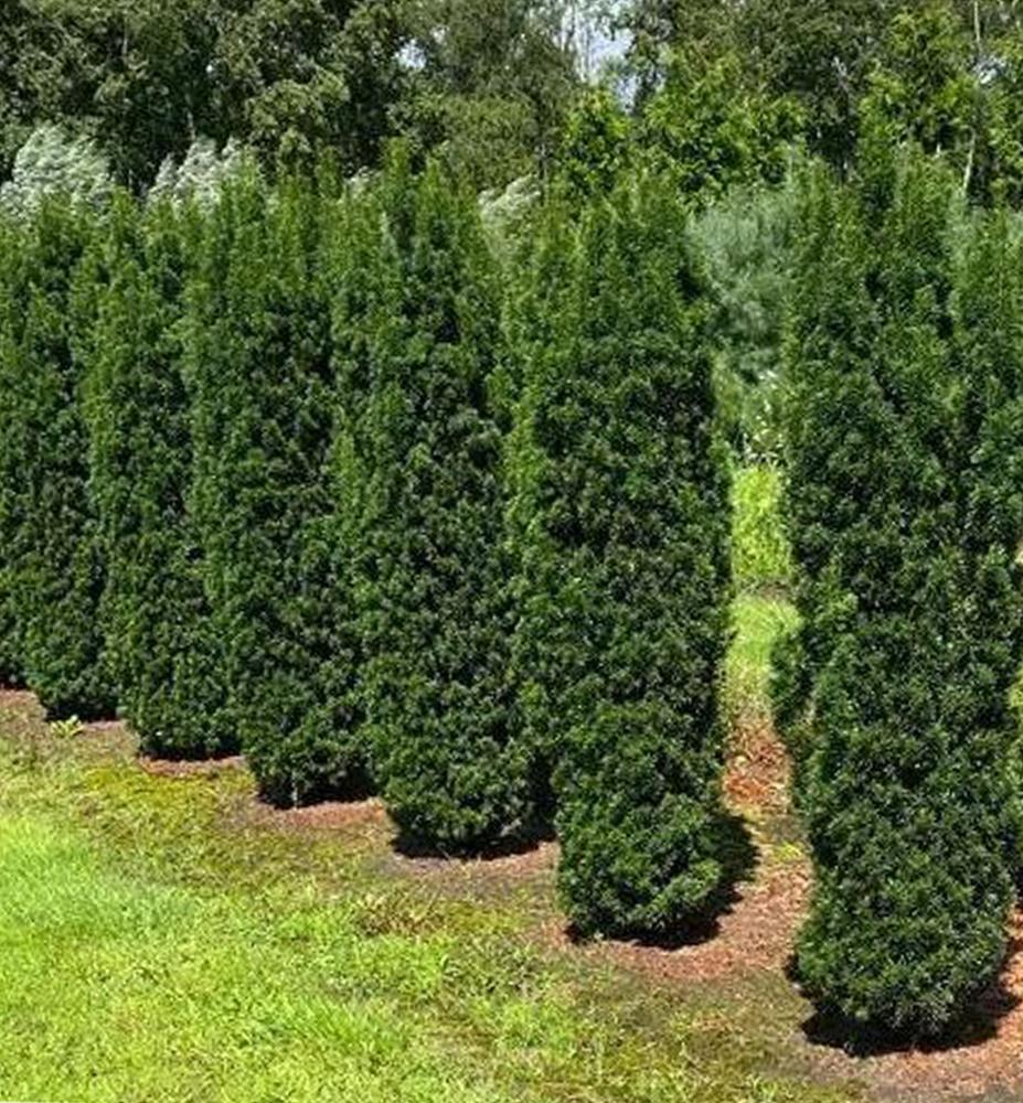 Taxus Media 'viridis' - View 36 from www redcrocus com