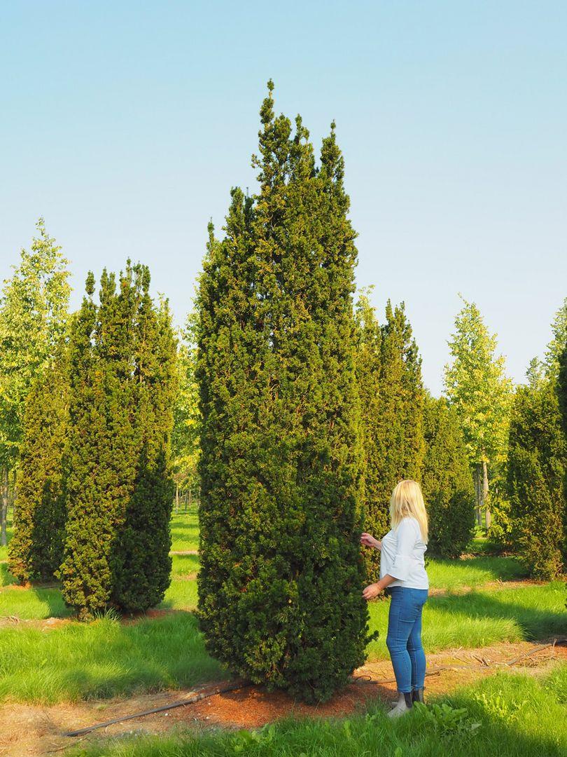 Taxus Media 'viridis' - View 5 from www redcrocus com