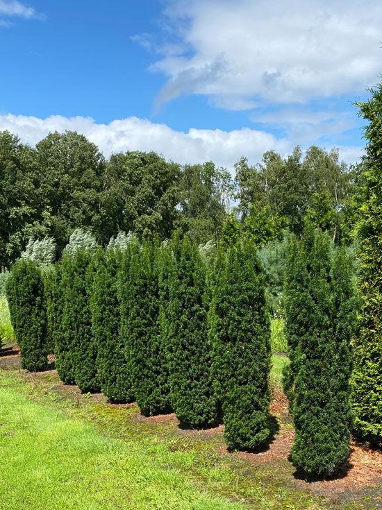 Taxus Media 'viridis' - View 8 from www redcrocus com