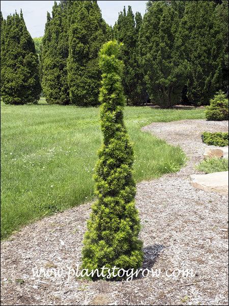 Taxus Media 'viridis' - View 9 from www redcrocus com