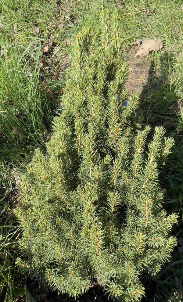 Picea Glauca Conica - View 25 from www redcrocus com