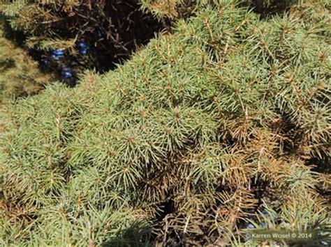 Picea Glauca Conica - View 5 from www redcrocus com