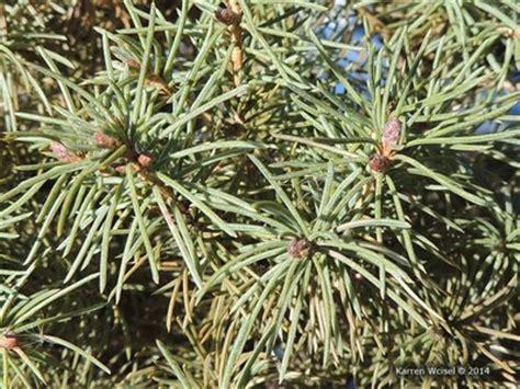 Picea Glauca Conica - View 6 from www redcrocus com