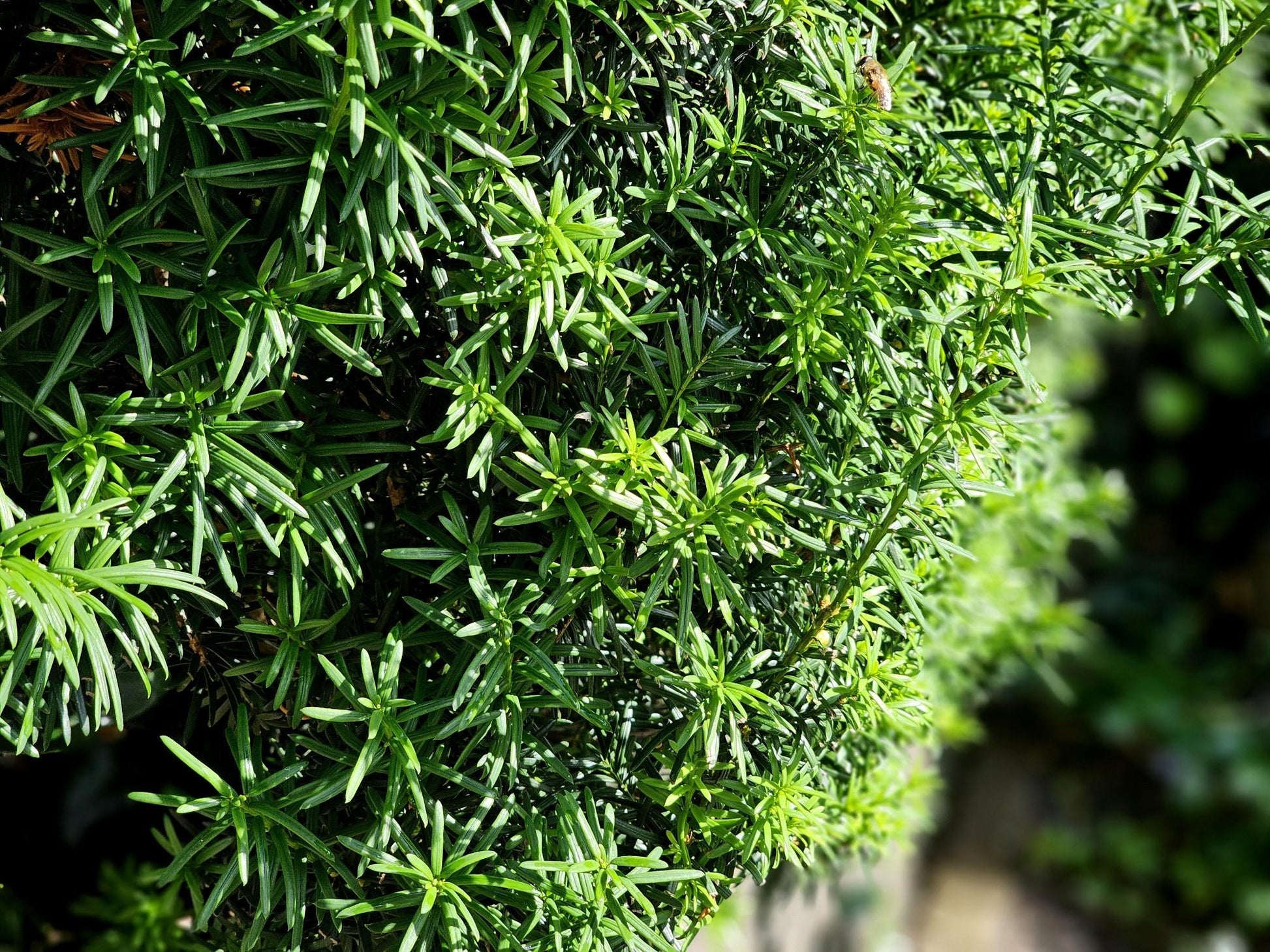 Taxus Media Hicksii - View 15 from www redcrocus com