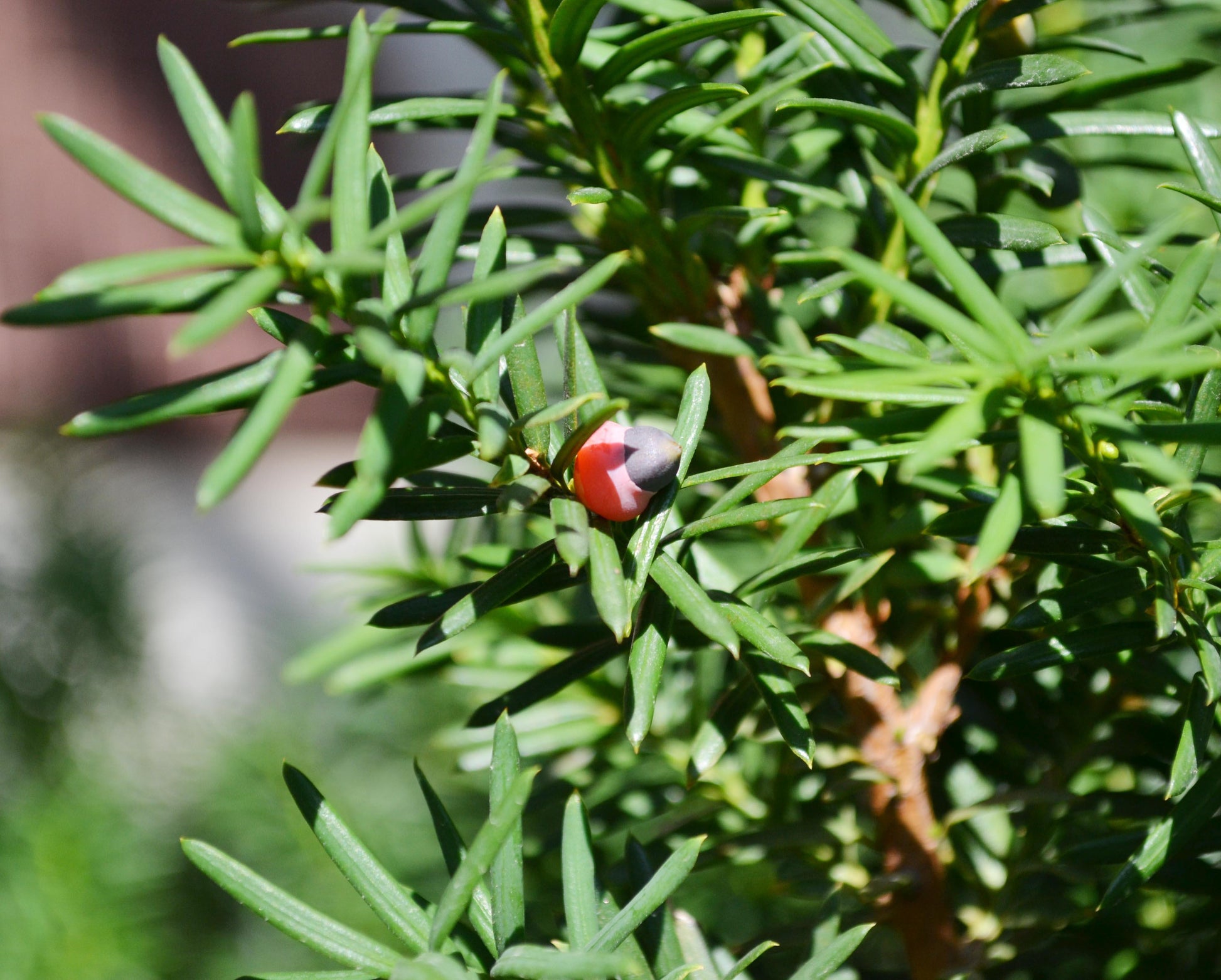 Taxus Media Hicksii - View 18 from www redcrocus com
