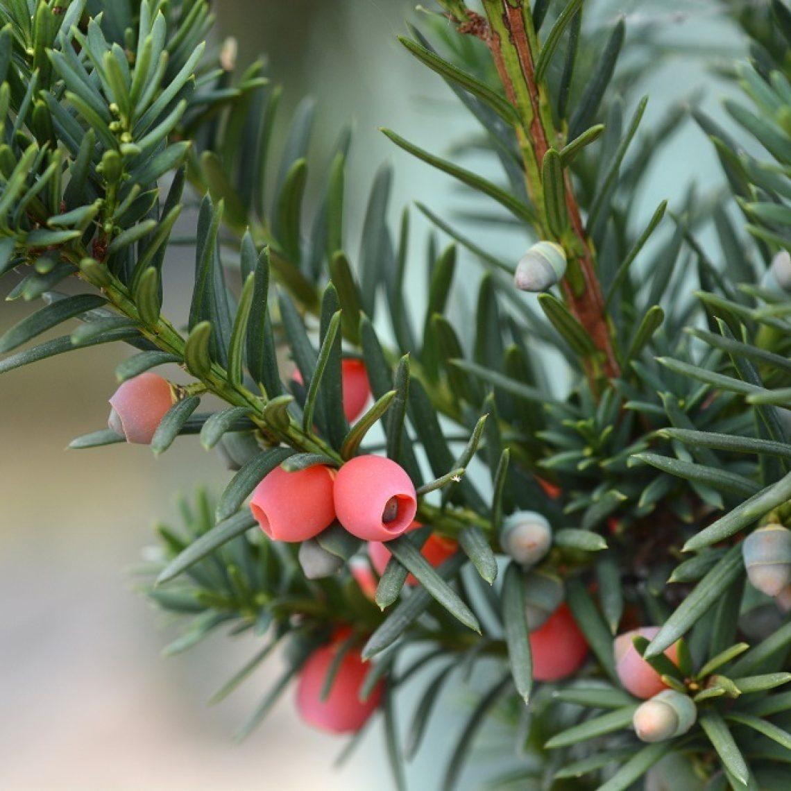Taxus Media Hicksii - View 19 from www redcrocus com