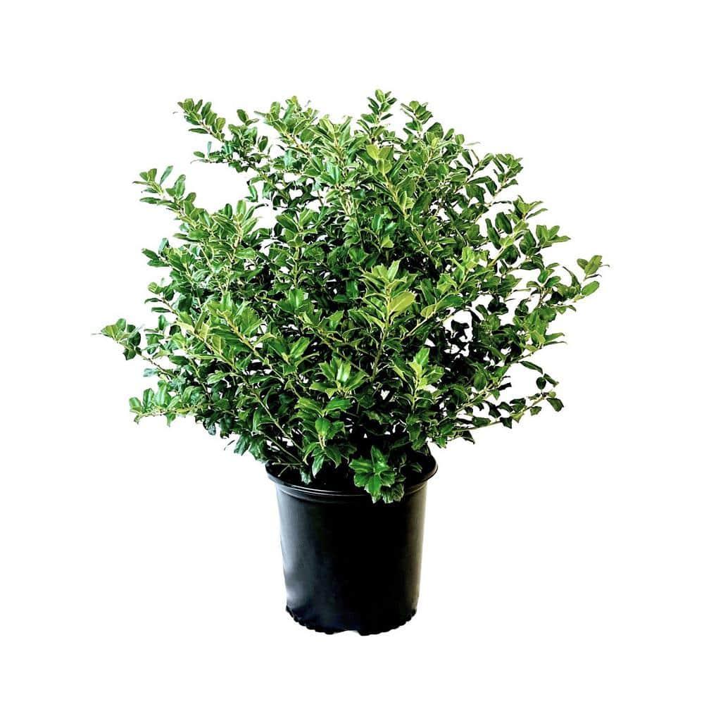 Ilex Meserveae China Boy - View 3 from www redcrocus com