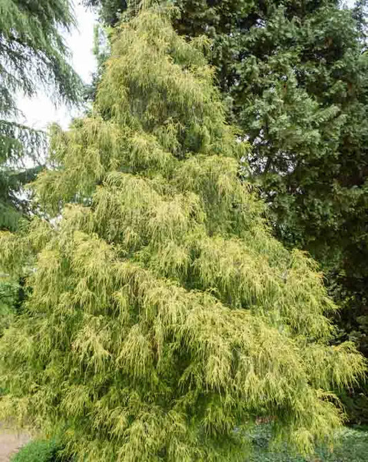 Chamaecyparis Pisifera Golden Mop - View 10 from www redcrocus com