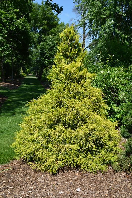 Chamaecyparis Pisifera Golden Mop - View 11 from www redcrocus com
