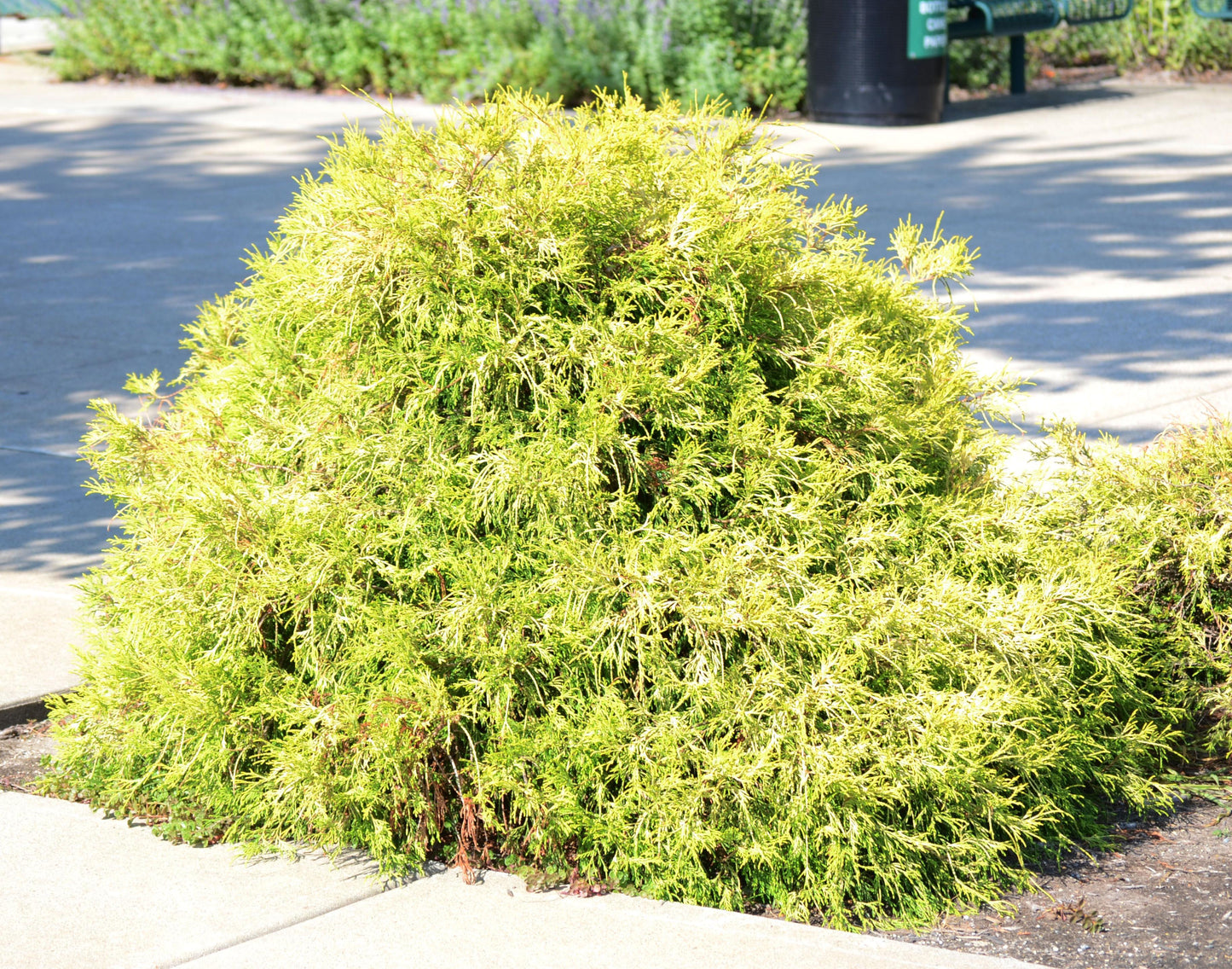 Chamaecyparis Pisifera Golden Mop - View 14 from www redcrocus com