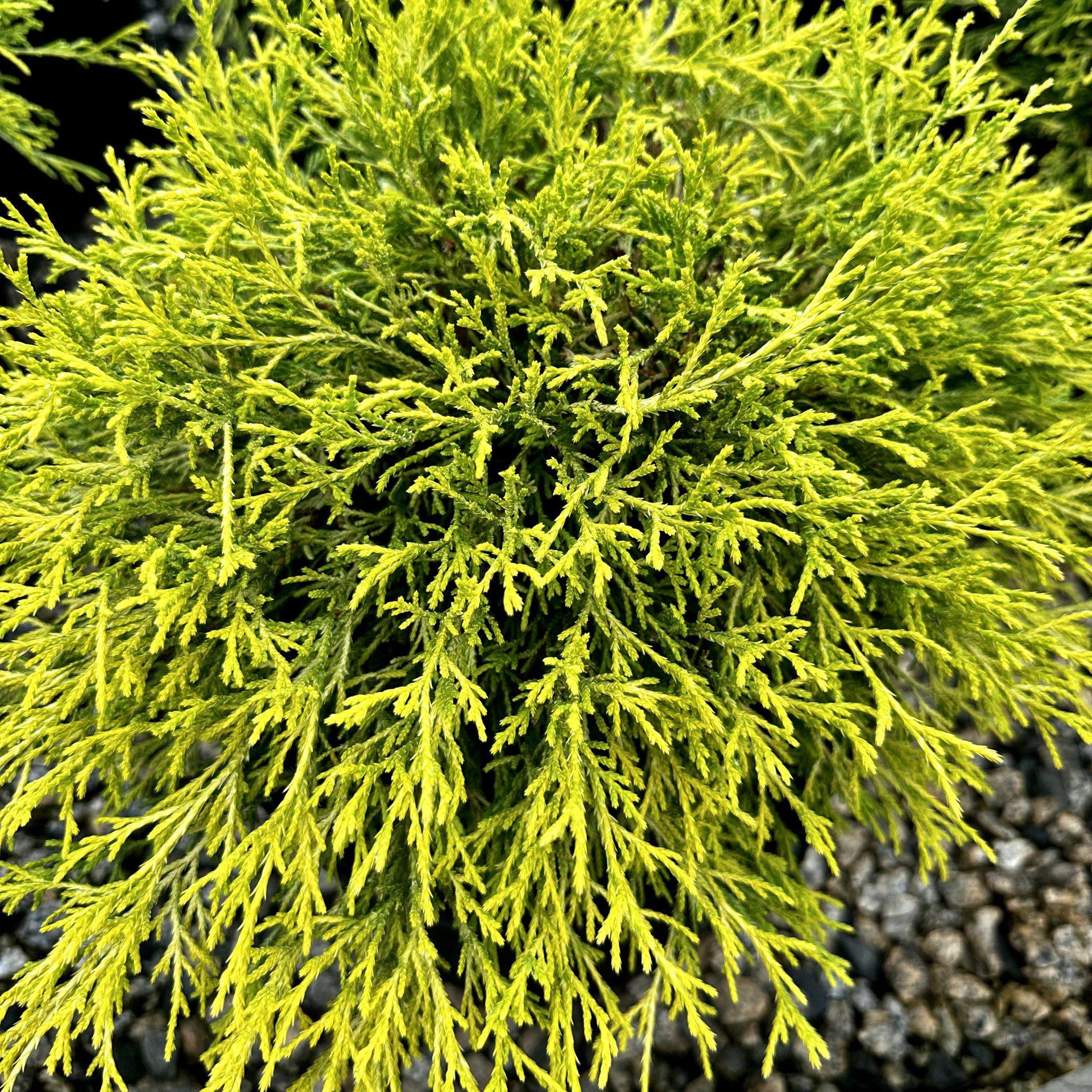 Chamaecyparis Pisifera Golden Mop - View 16 from www redcrocus com