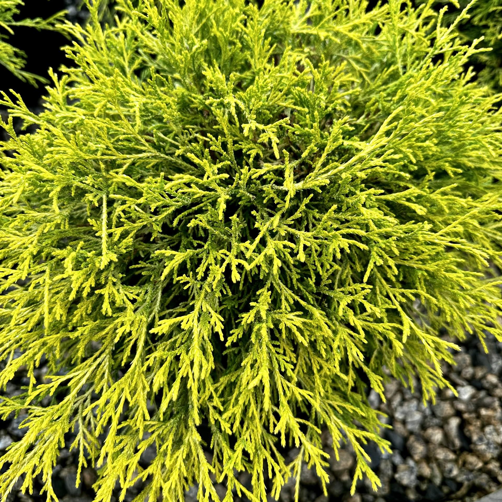 Chamaecyparis Pisifera Golden Mop - View 17 from www redcrocus com