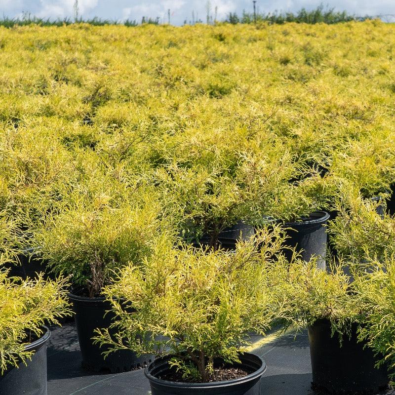 Chamaecyparis Pisifera Golden Mop - View 7 from www redcrocus com