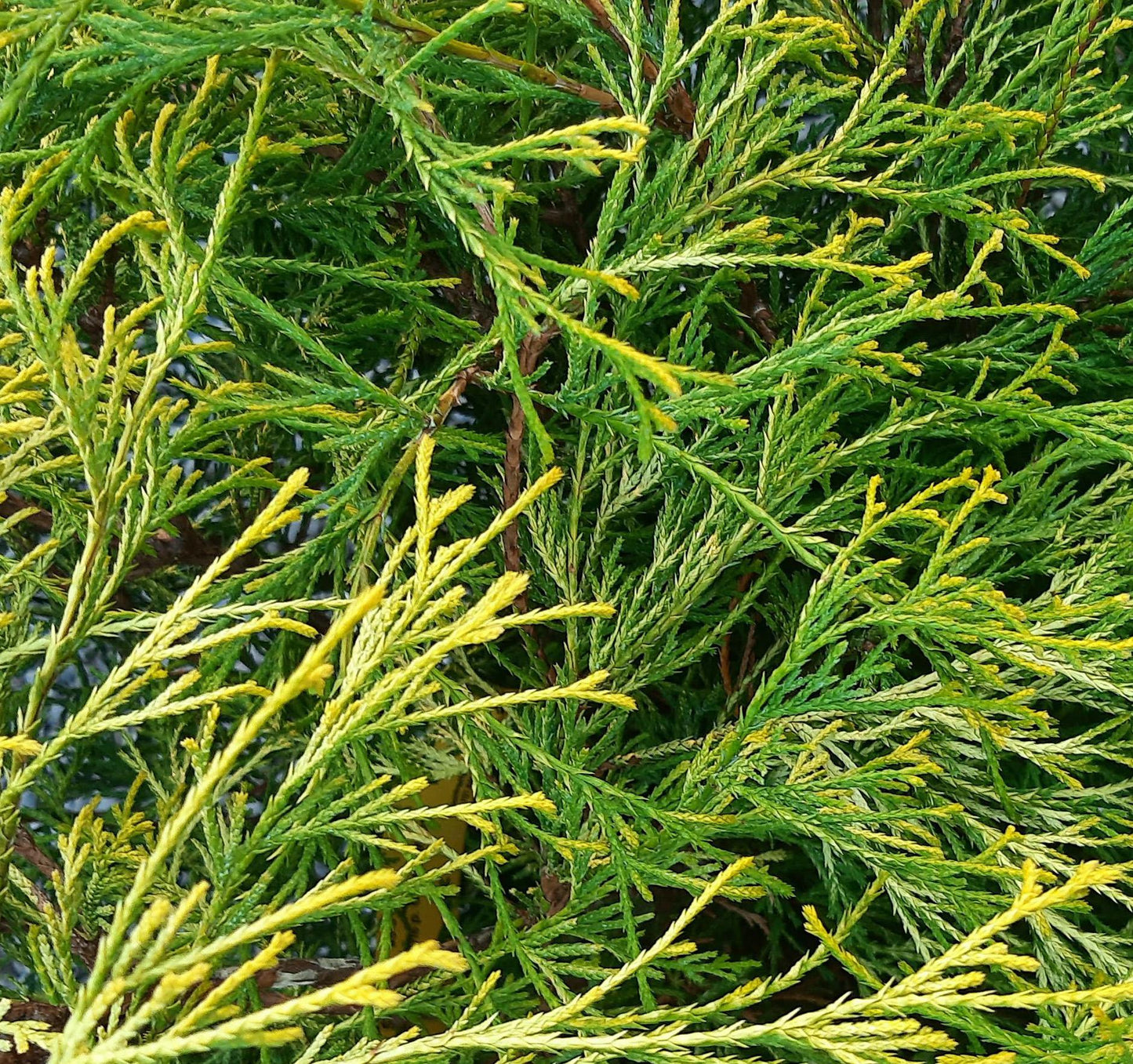 Chamaecyparis Pisifera Golden Mop - View 8 from www redcrocus com