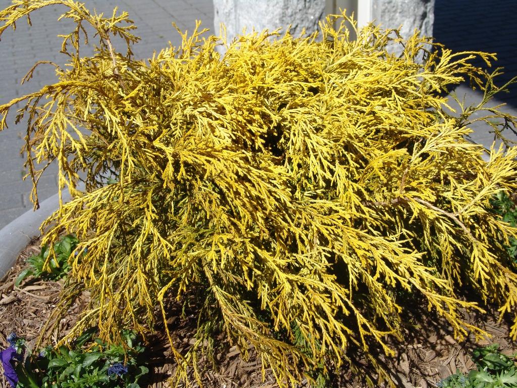 Chamaecyparis Pisifera Golden Mop - View 9 from www redcrocus com