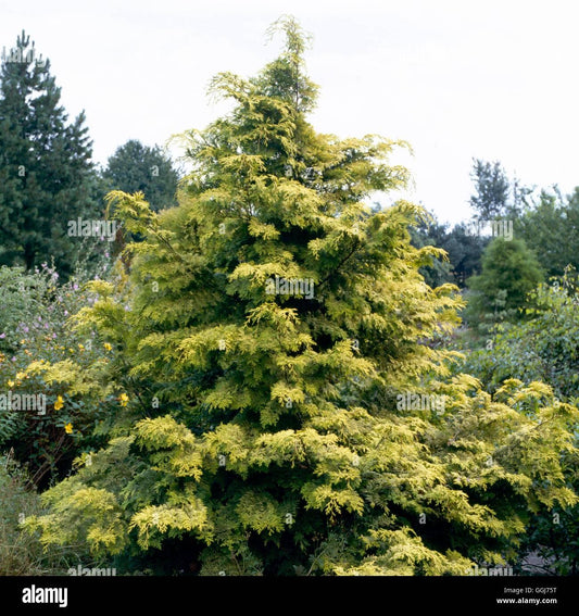 Chamaecyparis Obtusa Crippsii - View 10 from www redcrocus com