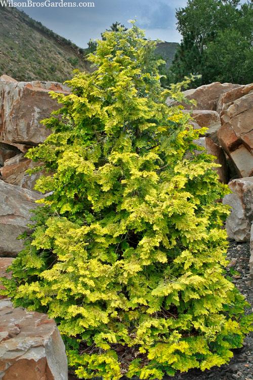 Chamaecyparis Obtusa Crippsii - View 5 from www redcrocus com