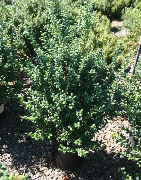 Ilex Crenata Chesapeake - View 10 from www redcrocus com