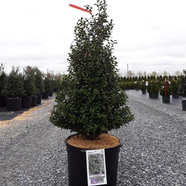 Ilex Crenata Chesapeake - View 12 from www redcrocus com