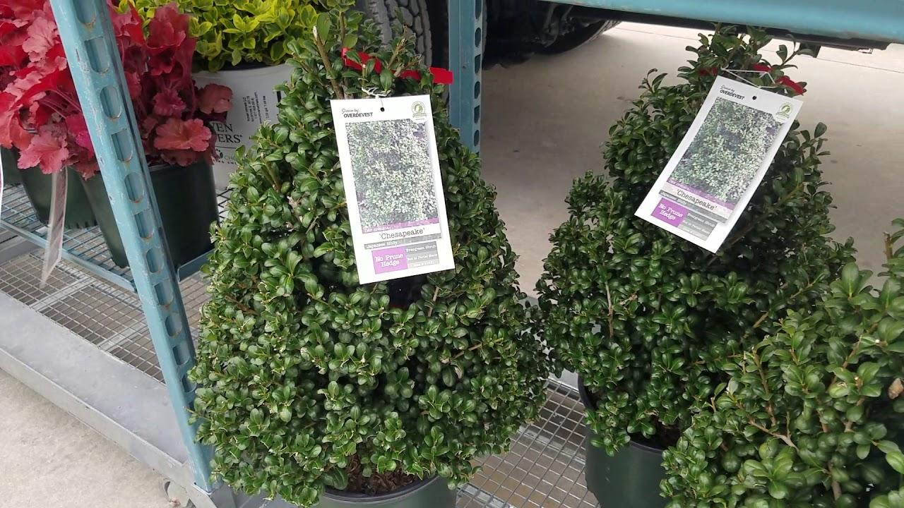 Ilex Crenata Chesapeake - View 14 from www redcrocus com