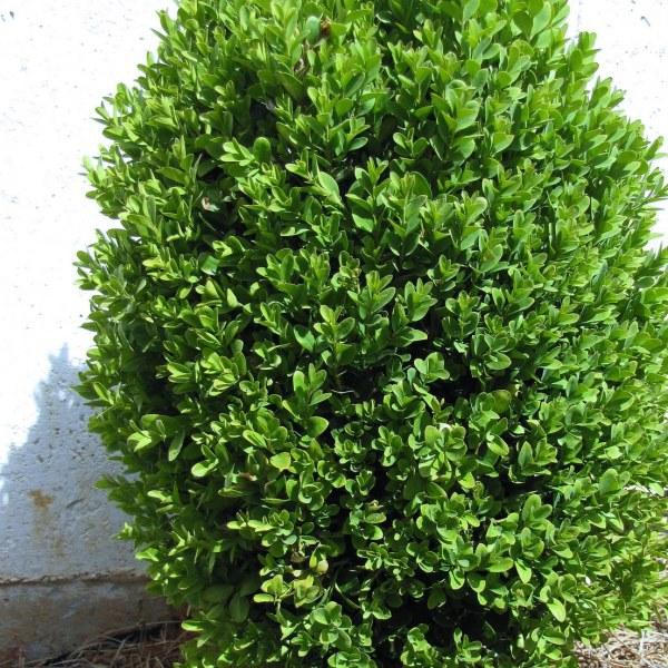 Ilex Crenata Chesapeake - View 5 from www redcrocus com