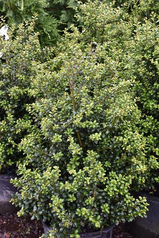 Ilex Crenata Chesapeake - View 7 from www redcrocus com
