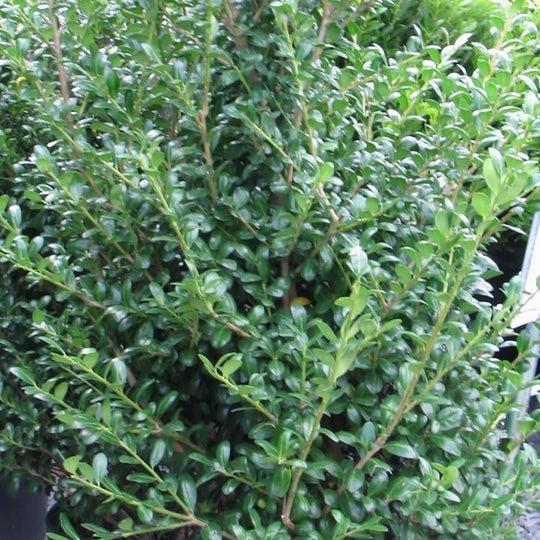 Ilex Crenata Chesapeake - View 8 from www redcrocus com