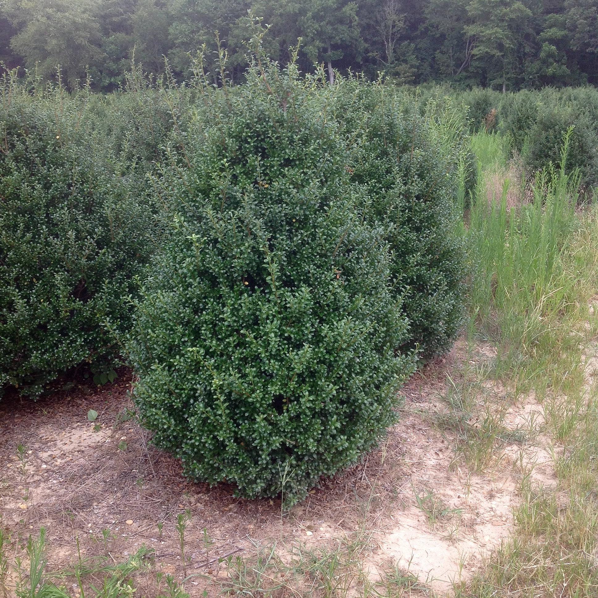 Ilex Crenata Chesapeake - View 9 from www redcrocus com