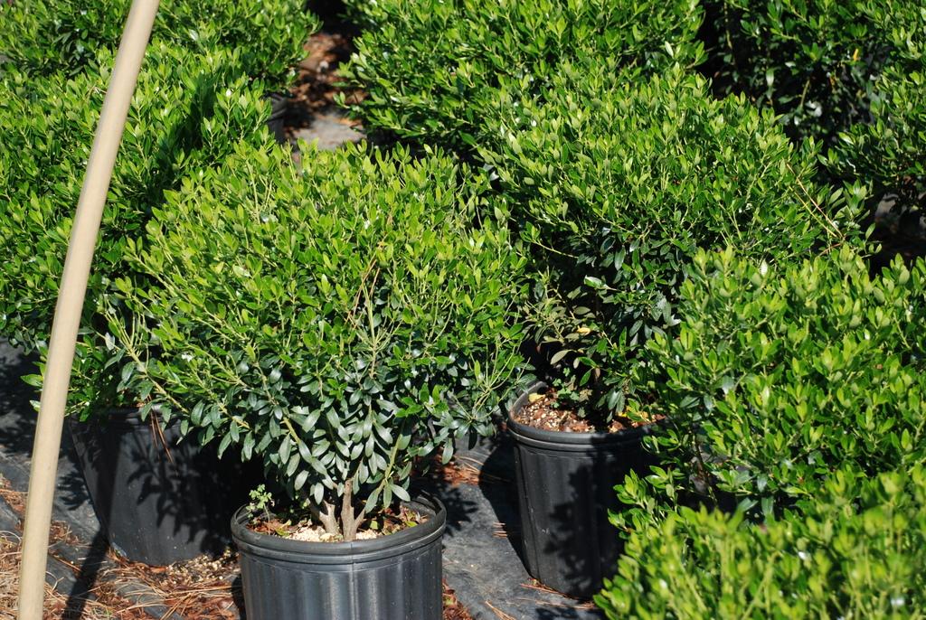 Ilex Glabra Compacta - View 17 from www redcrocus com