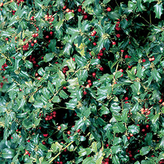 Ilex Meserveae 'china Girl' - View 10 from www redcrocus com