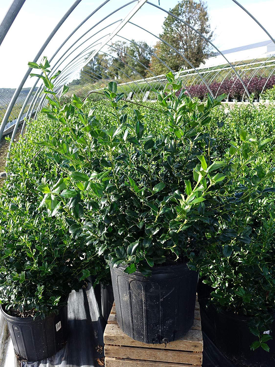 Ilex Meserveae 'china Girl' - View 30 from www redcrocus com