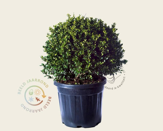 Ilex Crenata Hetzii - View 10 from www redcrocus com