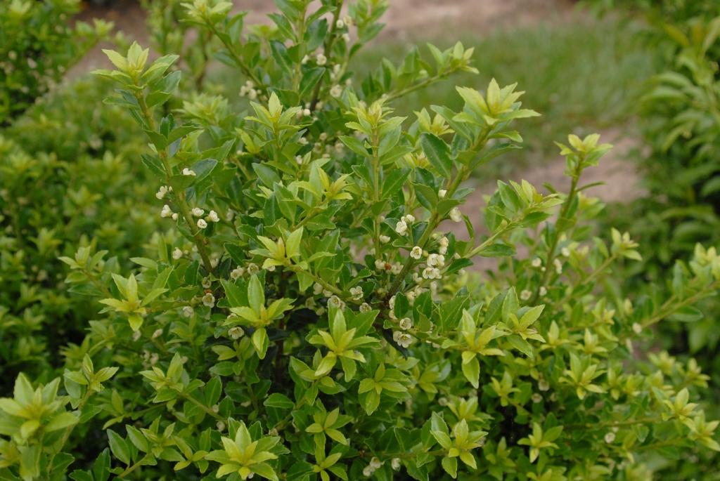 Ilex Crenata Hetzii - View 13 from www redcrocus com