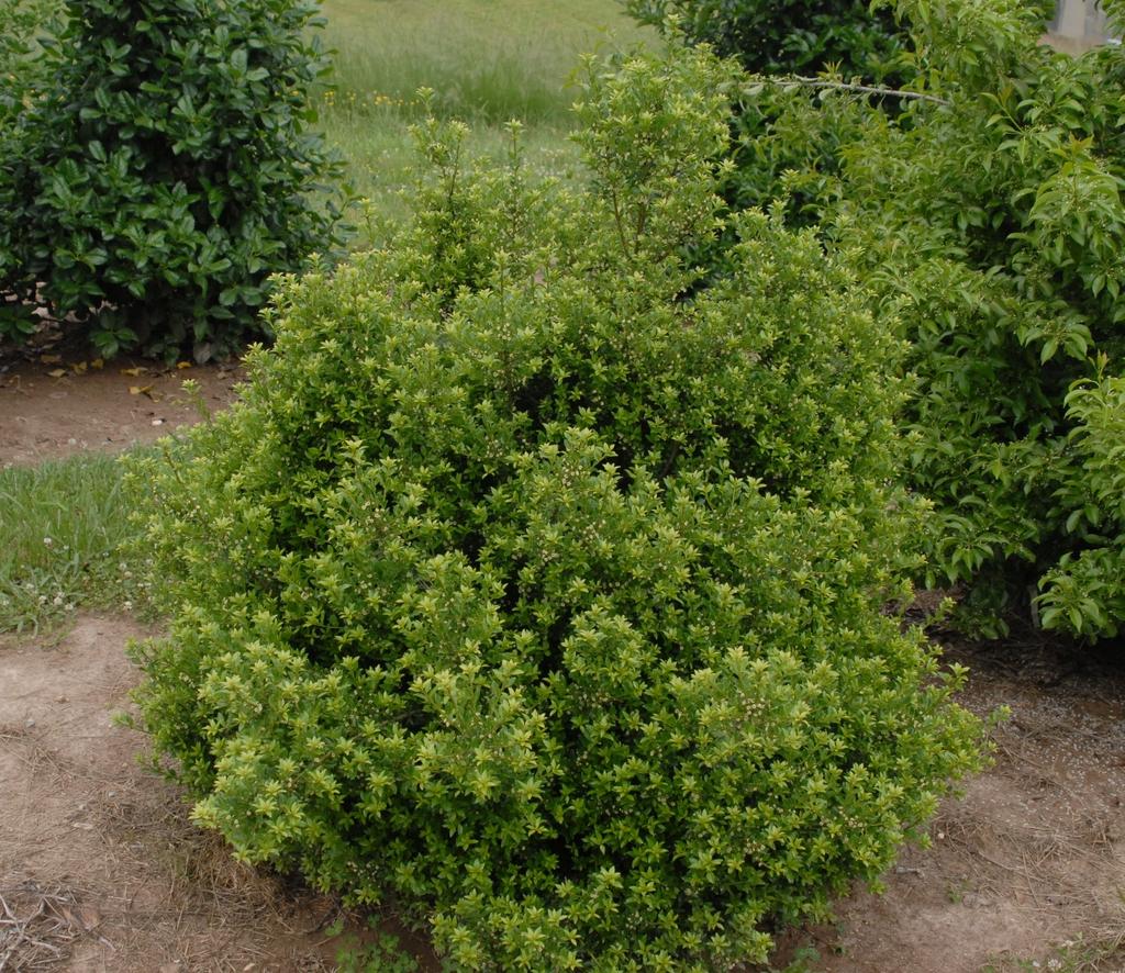 Ilex Crenata Hetzii - View 14 from www redcrocus com