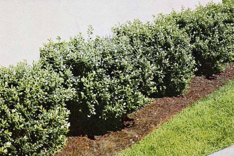 Ilex Crenata Hetzii - View 16 from www redcrocus com