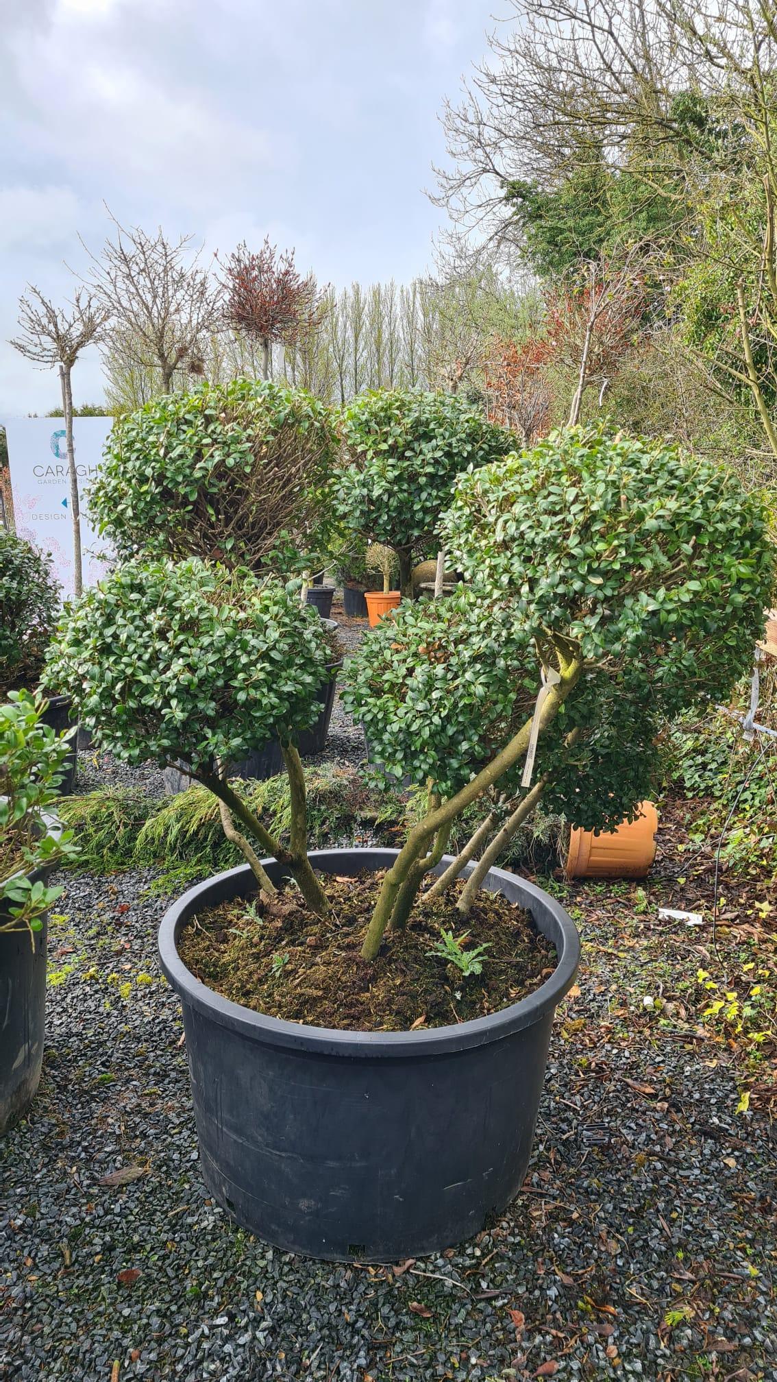 Ilex Crenata Hetzii - View 17 from www redcrocus com