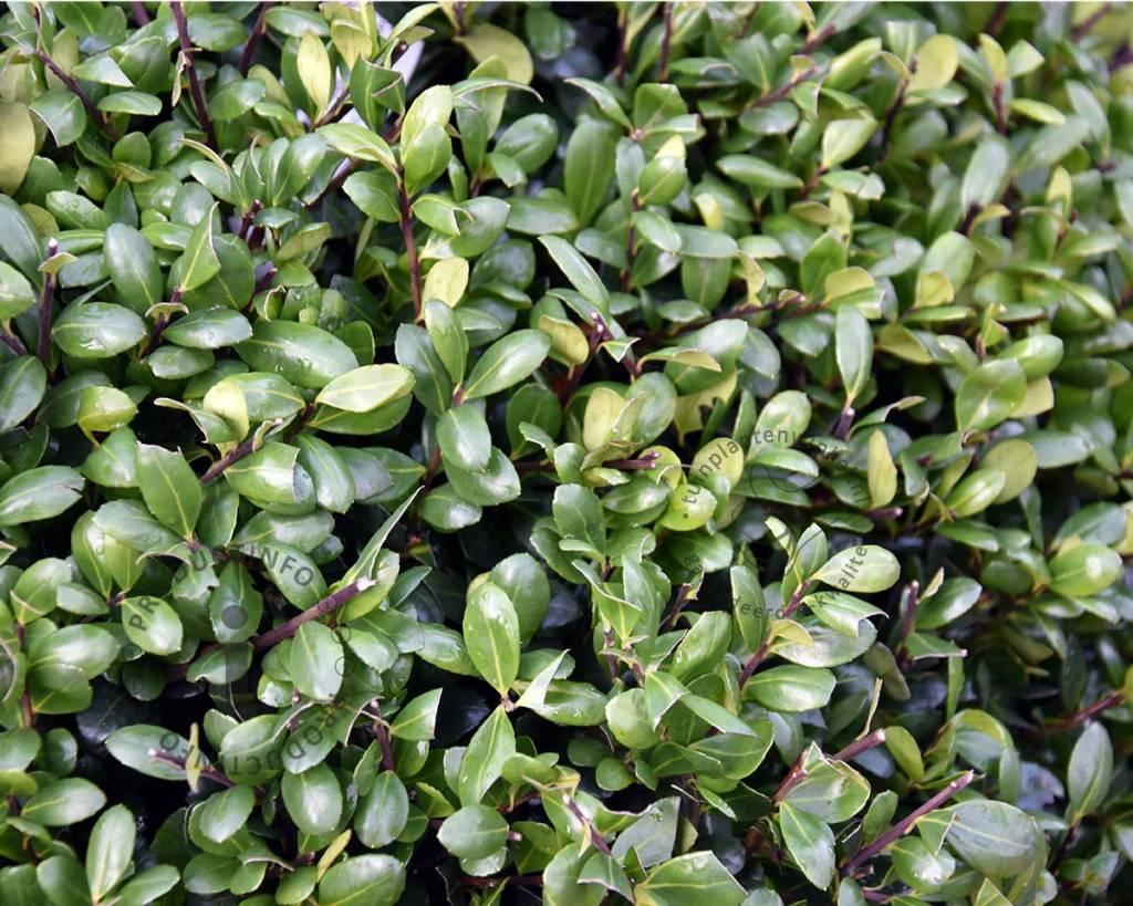 Ilex Crenata Hetzii - View 1 from www redcrocus com