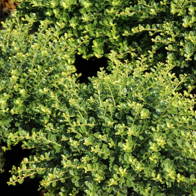 Ilex Crenata Hetzii - View 2 from www redcrocus com